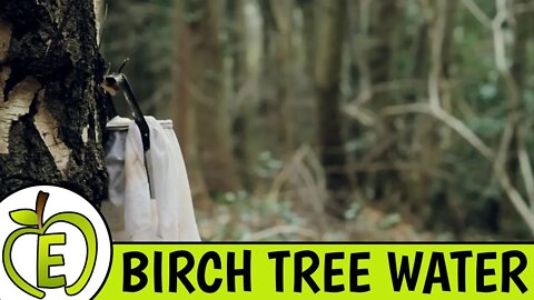 Birch Tree Water Review - Is It Healthy?