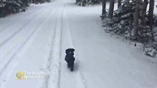 Excited for a snowy walk down the road