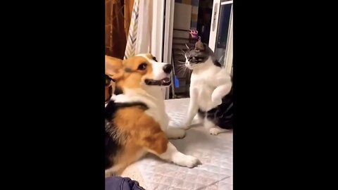 Come on let’s fight #trending #ytshorts #funny #funnyshorts #cats #dog