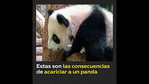 Bebé panda hiere a un empleado del zoo jugando