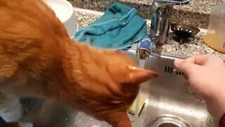 Kat drikker vand, hver gang ejer vasker hænder