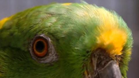 Rescued Parrots Are Helping Veterans Heal