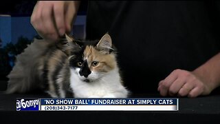 Simply Cats No Show Ball