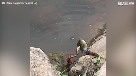 Un serpent tente de voler le poisson de cet enfant