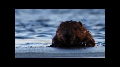 A BEAVER SIGHTING! Beaver Dam, Beaver Holes, Deer, and Blue Jays.