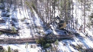 Colorado State Forest Service, private logger work to remove dead timber between wildfire burn scars