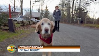 Pet Talk Tuesday - Hip Dysplasia