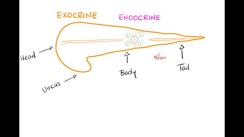The Endocrine Pancreas (Insulin, Glucagon, and Somatostatin)