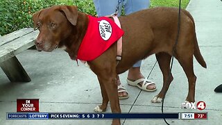 Animal Refuge Center Pet of the Week