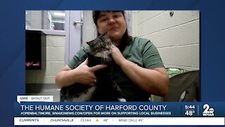 Cats up for adoption at the Humane Society of Harford County