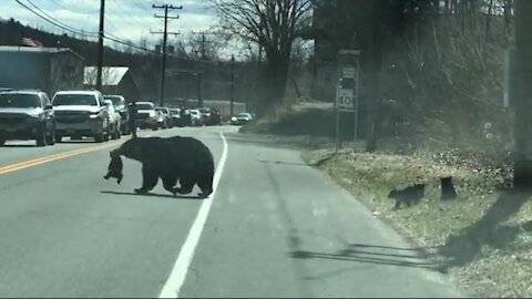 See How Momma Bear Struggles with Cubs To Cross the Road - You Won't Believe?