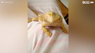 Ce pogona sourit et fait coucou aux êtres humains