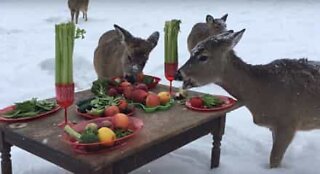 Zoo laver julemiddag til hjortene