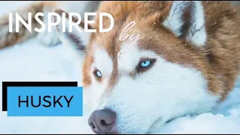 ☆ INSPIRED BY Husky | Husky Compilation video | Adorable Huskies!