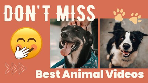 Sweet and Funny | Cute Animal Videos to Brighten Your Day