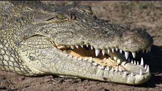 Croc Hunt in Zambia