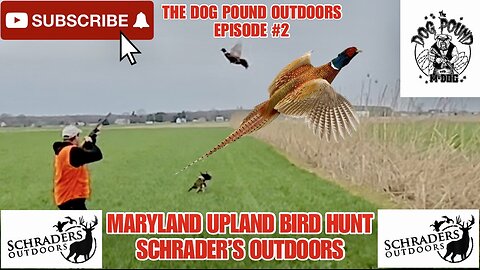 HUNTING PHEASANT, CHUKAR, QUAIL IN MD AT SCHRADER’S OUTDOORS! EPISODE 2 OF THE DOG POUND OUTDOORS!