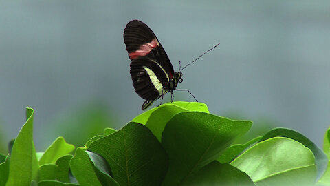 Rainforest Life