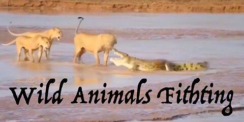 Wild Animals Fithting Video