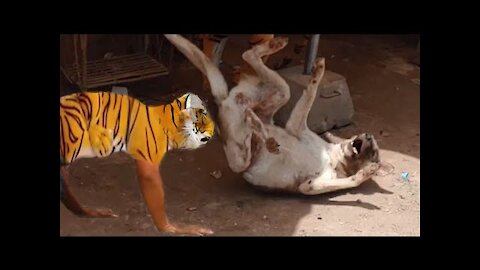 Wow Nice Prank! Fake Tiger Prank Dog Run Funny Action |