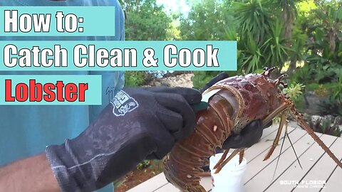 How to: Catch Clean and Cook Lobster