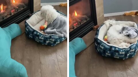 Dog struggling to find sleeping position in his bed