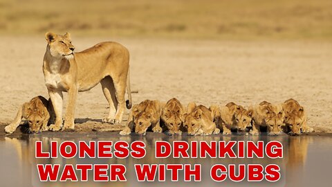 Lioness drinking water with her cubs