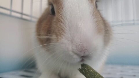 The rabbit tried to grind his teeth with a stick made of grass. It's so cute