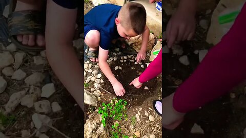 9yr Old Farmsteader planting Red Bell Peppers! 😀👍❤️🌱 #shorts #reels #viral #trending