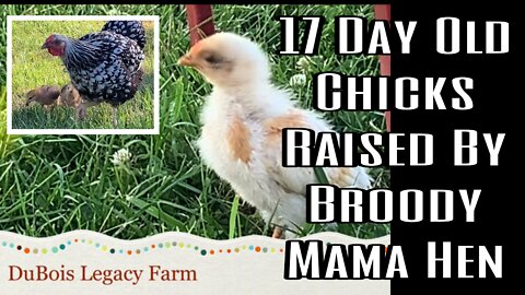 17 Day Old Chicks Raised By Broody Mama Hen