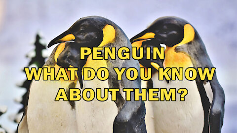PENGUIN | WHAT DO YOU KNOW ABOUT THEM?
