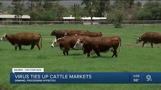 Virus ties up cattle markets