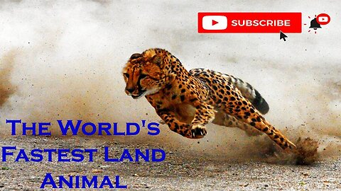 Amazing Cheetah Facts | Cheetah is the World's Fastest Land Animal | Cheetah | Animal's galaxy