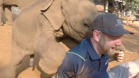 Baby Elephant Love To Cuddle