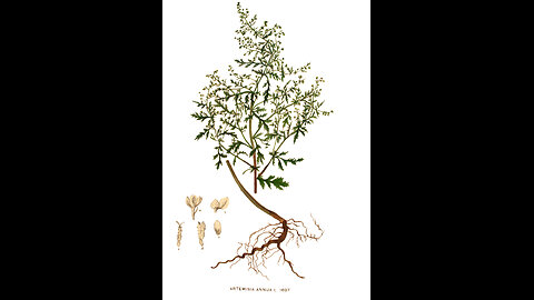 Artemisia annua Tincture