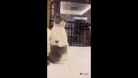 Cat Standup