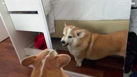 Corgi is disgusted at its reflection in mirror