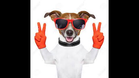 A Dog with Red Sunglasses video
