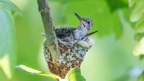 Preening Baby Hummingbirds, Sony A1/Sony Alpha1, 4k