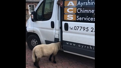 Think our sheep has a thing for the heating engineer