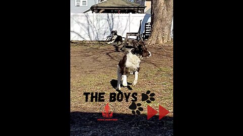 Dogs-The Boys