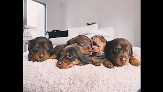 This litter of dachshund puppies are beginning to find their feet