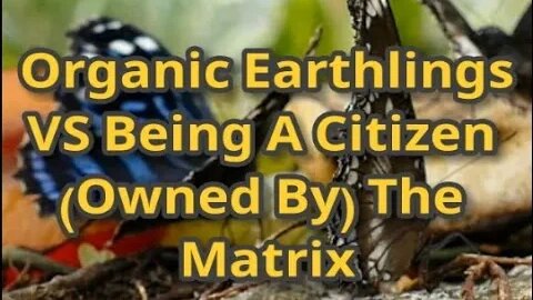 Night Musings # 699 - Being An Organic Life Form VS Being A Citizen (Owned By) The Matrix System
