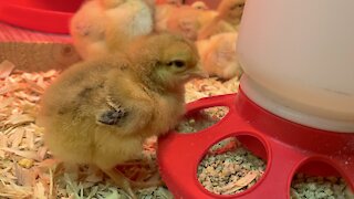 How To Raise Chicks: Step By Step