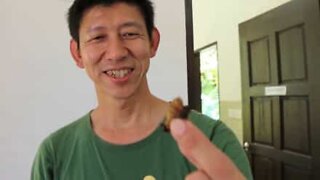 Steke og spise larver? Bare i Malaysia!