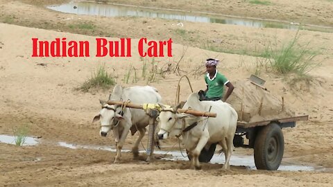 Amazing Indian Bull Cart in sandy roads