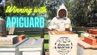 Tackling Varroa Mites with Apiguard | Varroa Mite Treatments