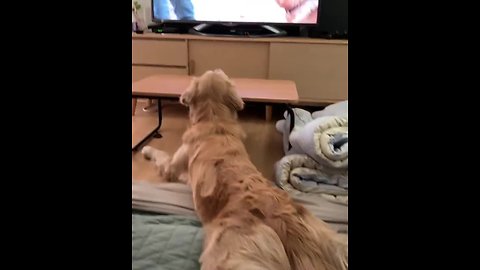 Golden Retriever watches TV in totally hilarious position