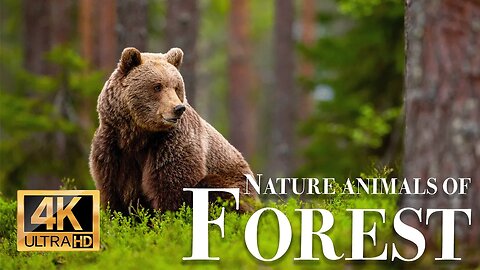 природа животные леса 4k - Замечательный фильм о дикой природе с успокаивающей музыкой