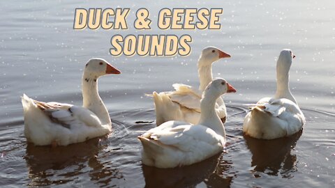 Duck And Geese Sounds Effect Loud Video By Kingdom Of Awais